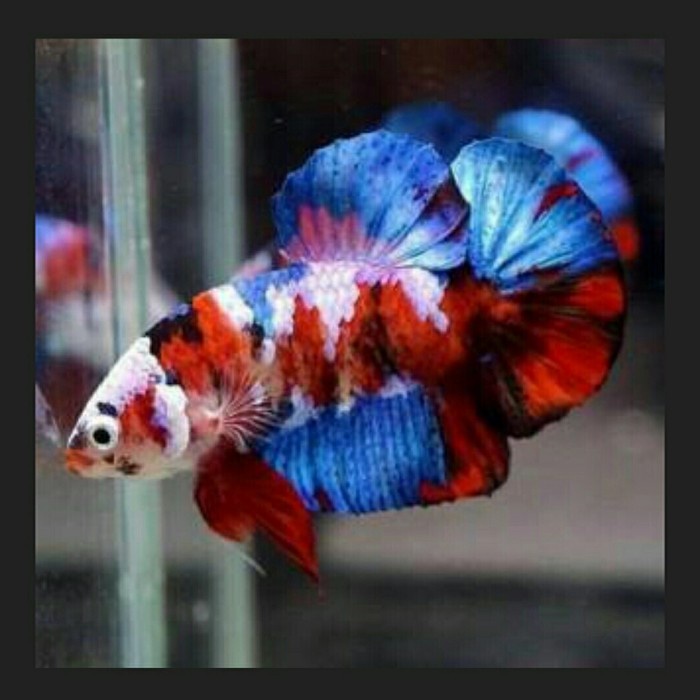 ikan cupang multicolor fullblock siap breeding