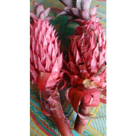 

Nanas merah atau nanas hutan 500 fresh