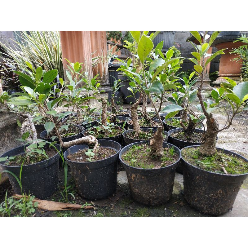 Bahan Bonsai Kimeng Mame