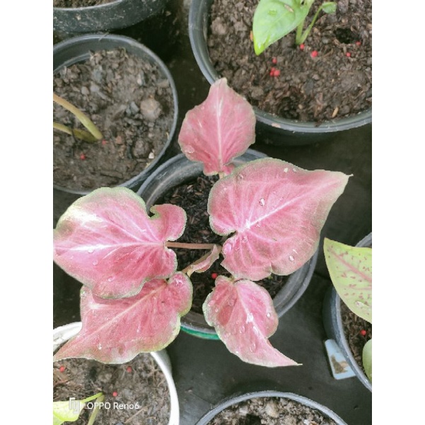 keladi hias pink ramla