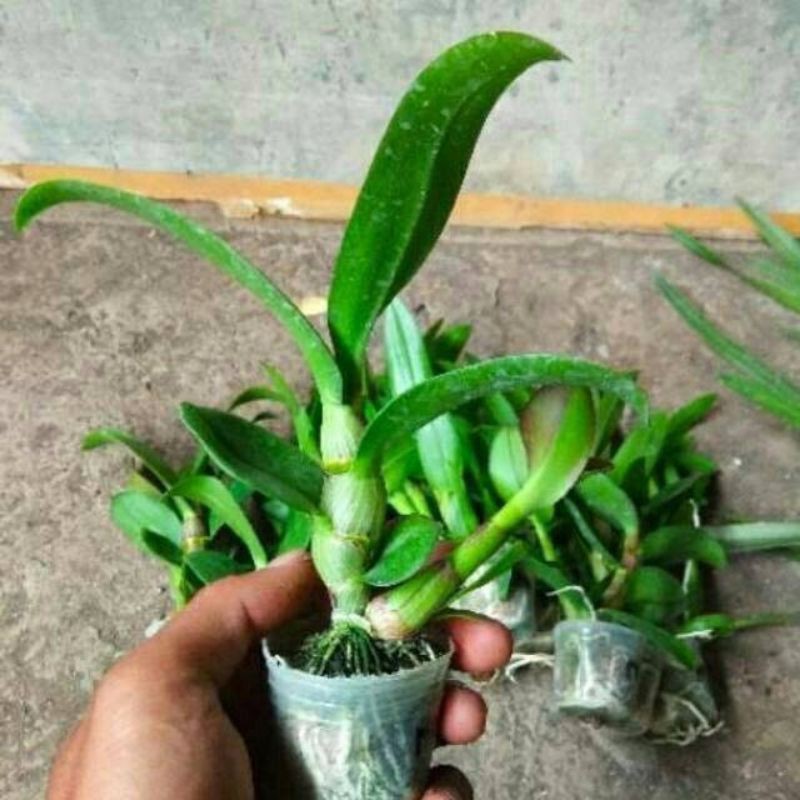 seedling anggrek dendrobium - anggrek dendrobium seedling tanaman hias