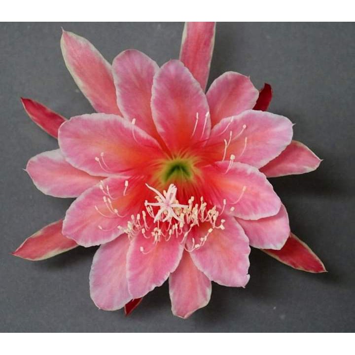 tanaman wijaya kusuma sakurahime Bibit bunga besar Epiphyllum indoor BERGARANSI