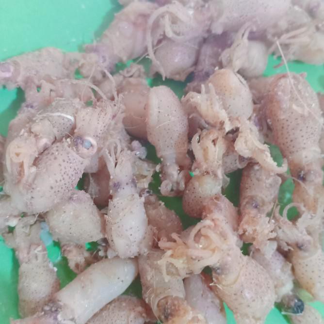 

Terlaris! Baby Cumi Telor Tawar Per 250Gram