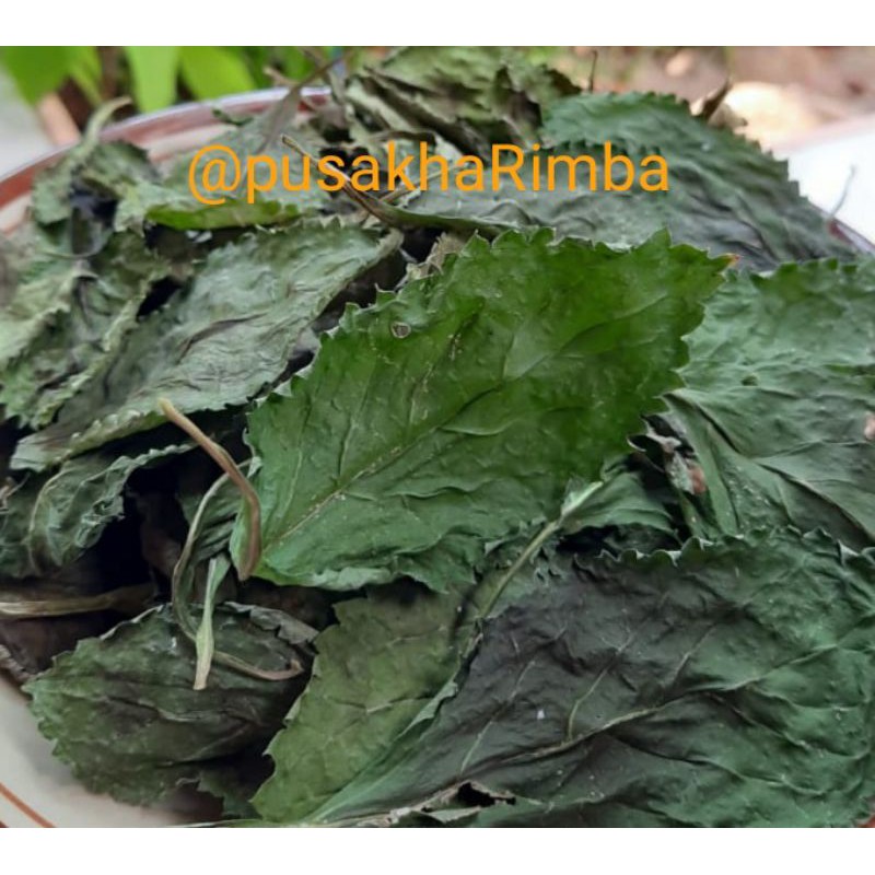

Herbal Daun pecut kuda atau jarong/yu long bian CHINA/Stachytarpheta jamaicensis kering 10 gr