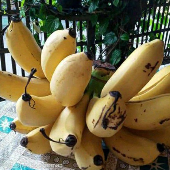 PISANG RAJA SEREH 1 SISIR