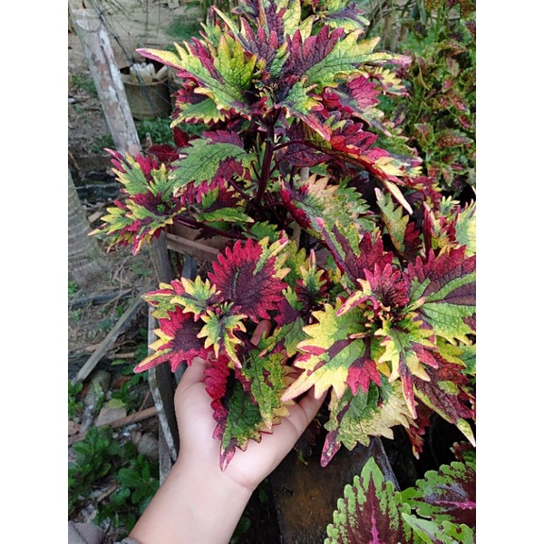 miana 3colour/sultan
