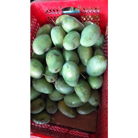 

Mangga Indramayu 1kg