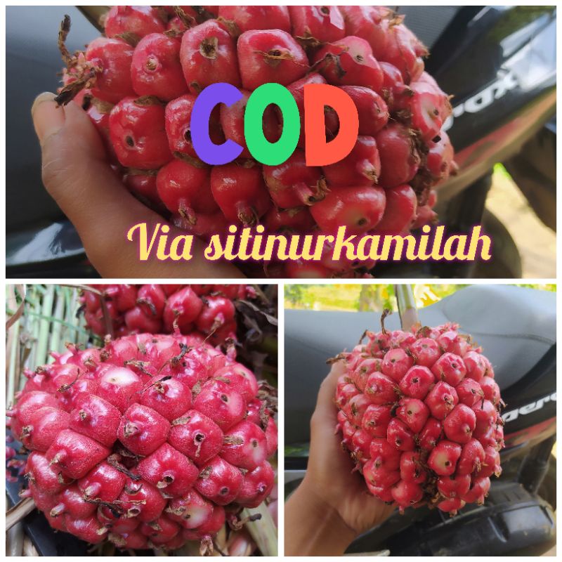 

Buah honje segar Per 500grm aBuat bumbu masak atau rujak
