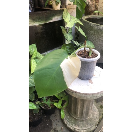 Monstera variegata / monvar / Monstera King /Monstera deliciosa / Monstera Obliqua Halfmoon