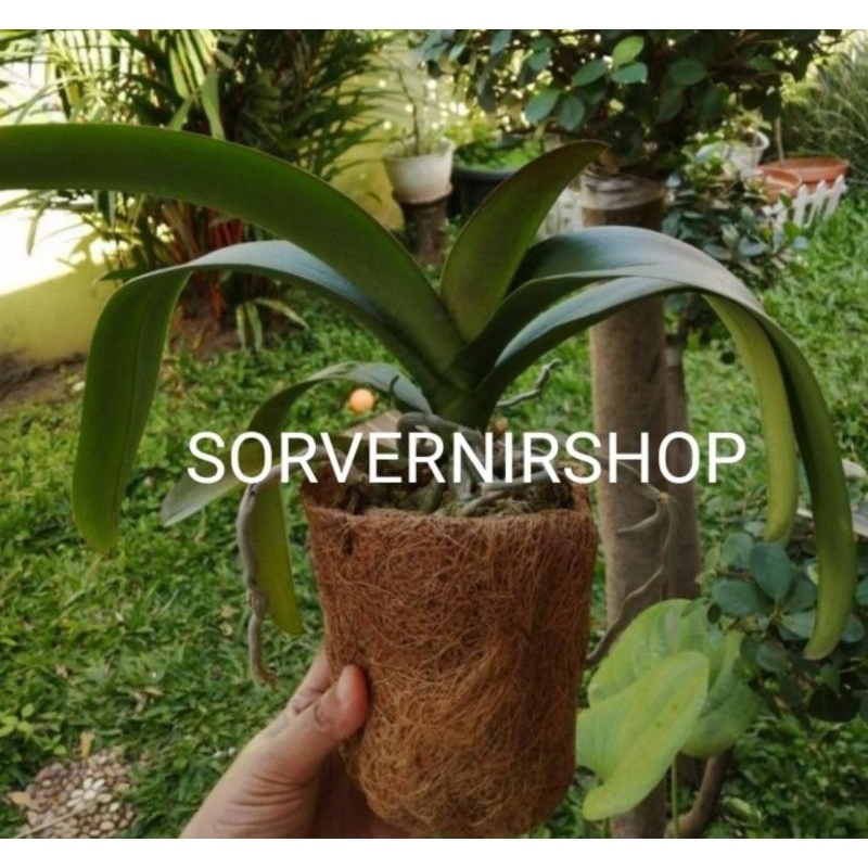 pot semai bibit anggrek sedling keki anggrek