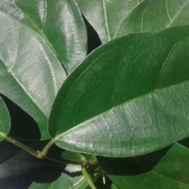 

Daun cincau perhelai