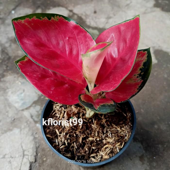 Terbaru  Tanaman Hias Aglaonema Suksom Jaipong 4 Daun