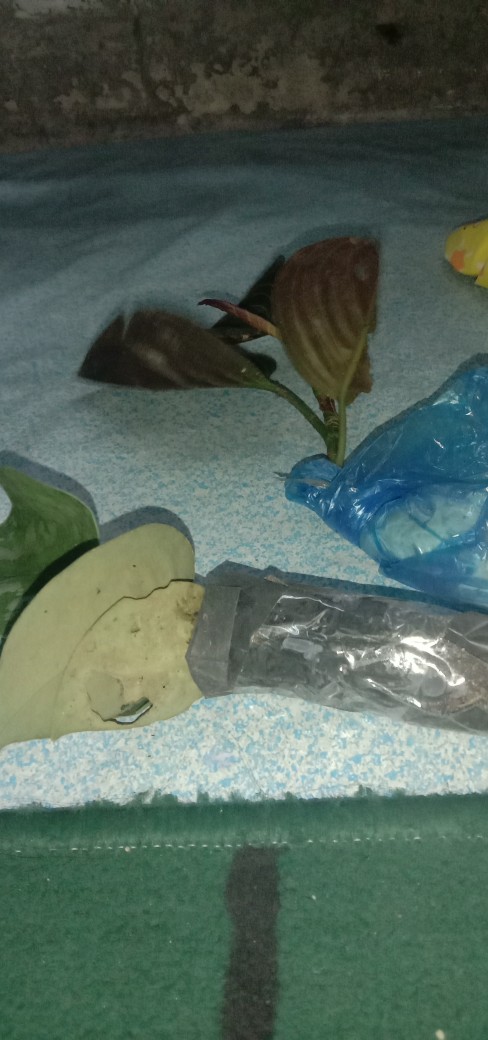 Aglonema Rotundum Aceh