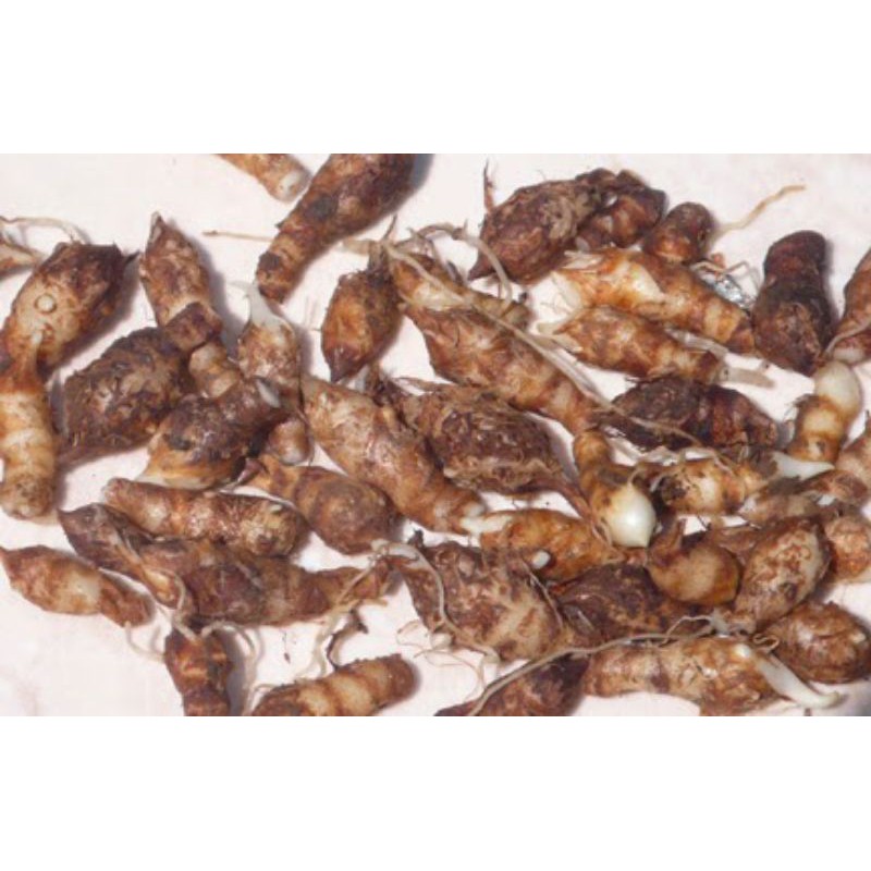 umbi keladi tikus freesh 500 gram