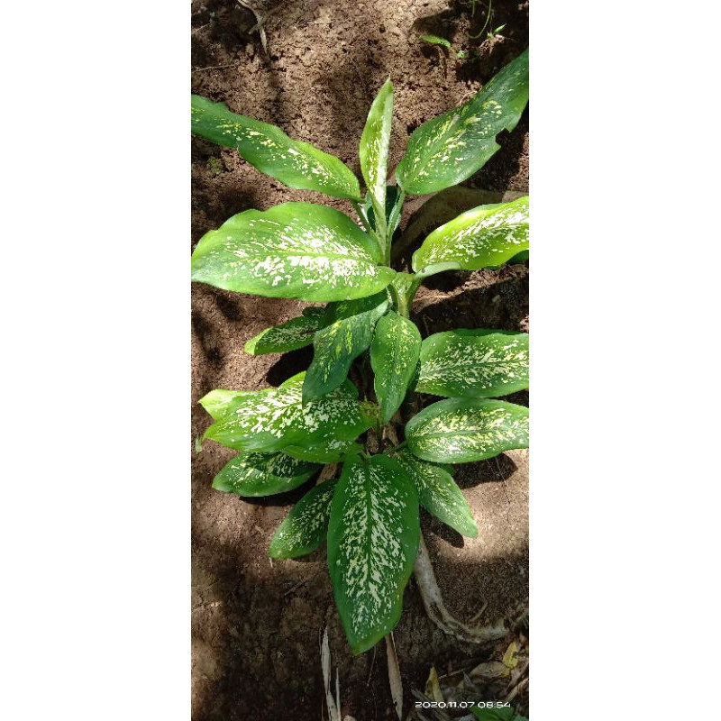 Aglonema snow white/beras tumpah