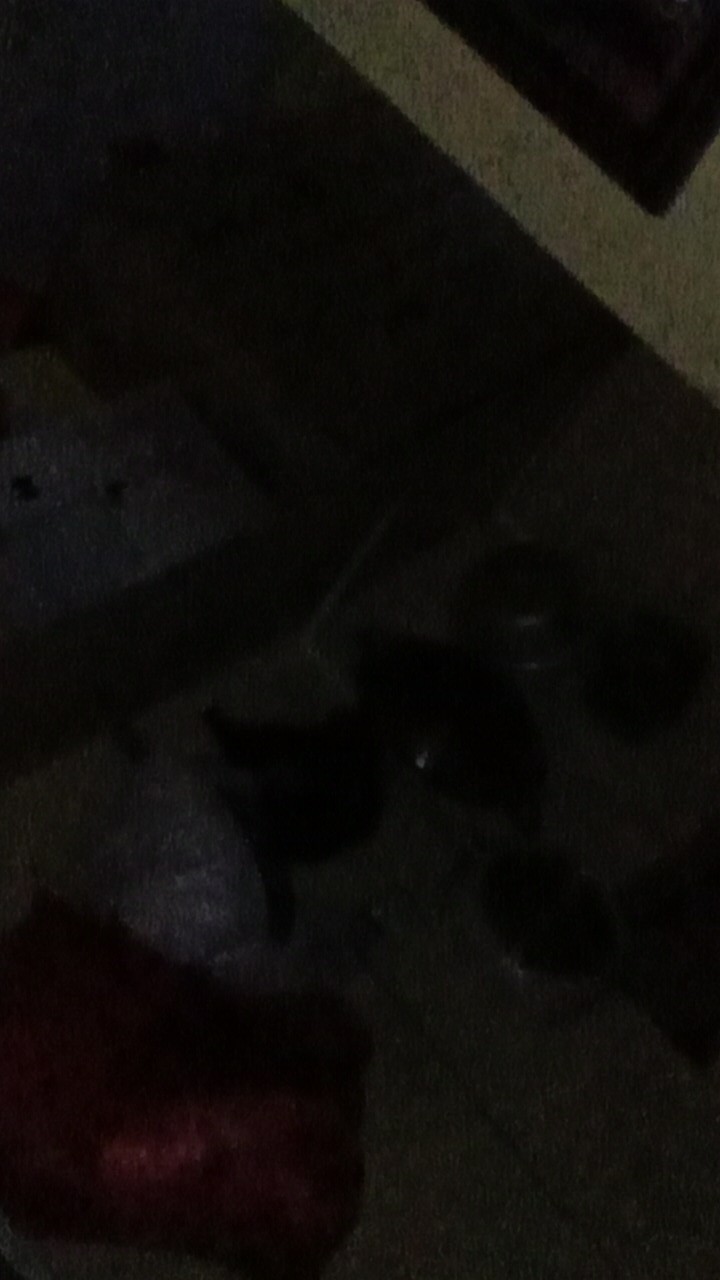 Citel No 10 Alumunium Aluminium Cap Elang Mas Anti Pecah / Panci Katel