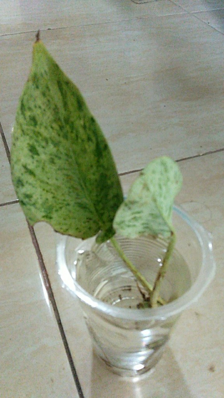 Tanaman Hias Sirih Gading Varigata