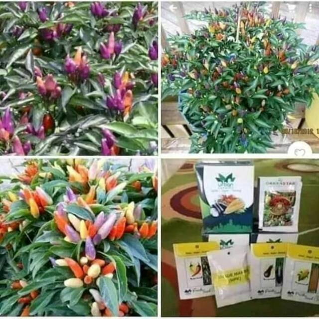 Paket benih cabe pelangi