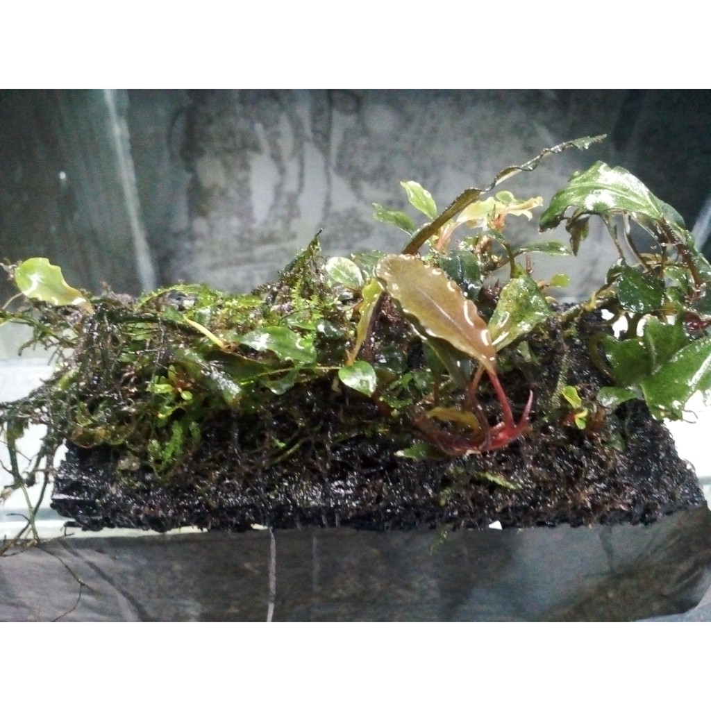 Lempeng Bucephalandra Tanaman Air Aquascape Shopee Indonesia