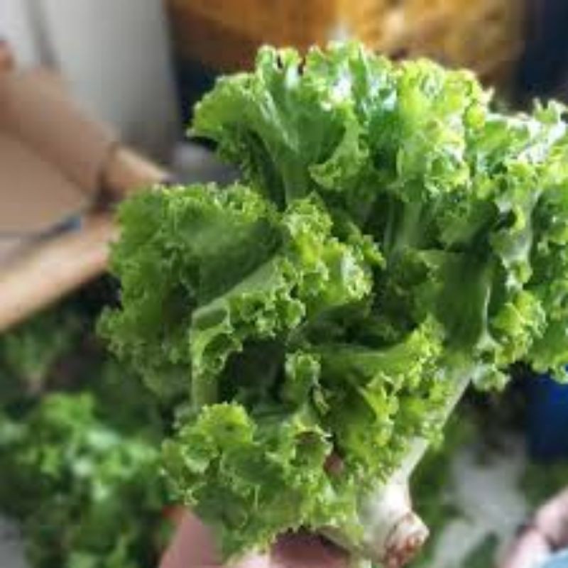 LETTUCE /SALAD KERITING/NIURAME