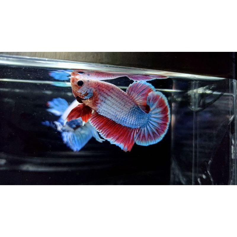 

Cupang Koi Fancy RedBlue Male