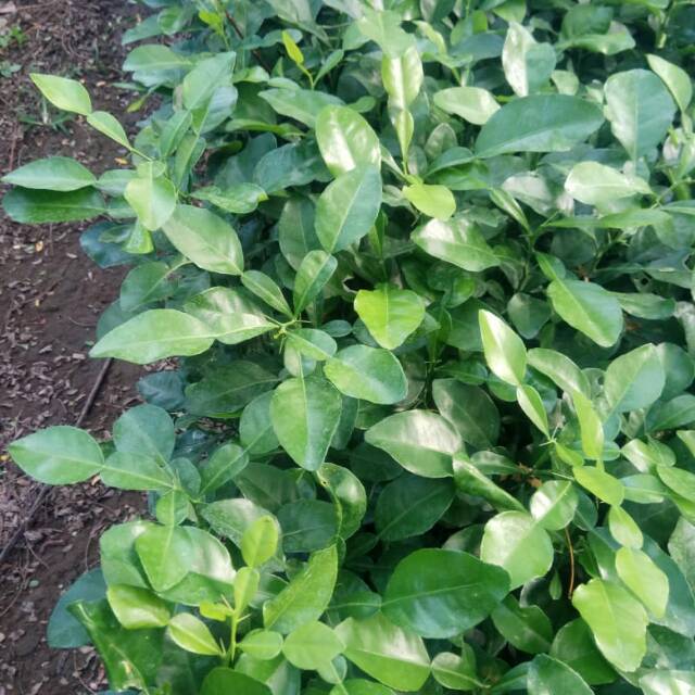 JERUK PURUT//BIBIT JERUK PURUT