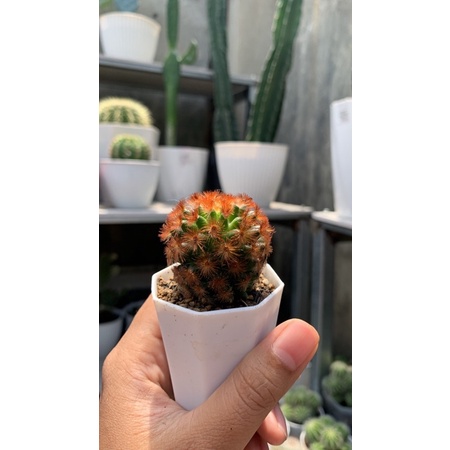 kaktus mammillaria carmenae merah