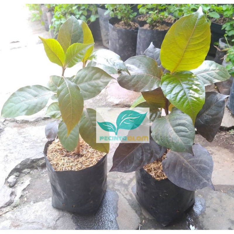Bibit pohon handeuleum daun ungu / Tanaman daun ungu/daun hendeuleum