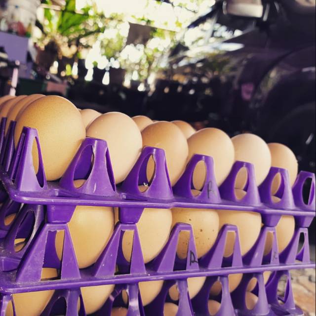 

Rizer Telur