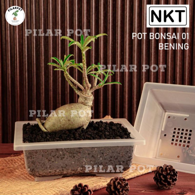 pot bunga tanaman ceper NKT BONSAI 01 BENING TRANSPARAN - NKT BONSAI 01