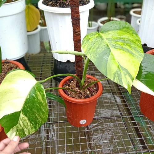 Monstera Marmorata Variegata / Monstera Marmo Varigata / Monstera Marmo Original / Monstera Aurea Ye