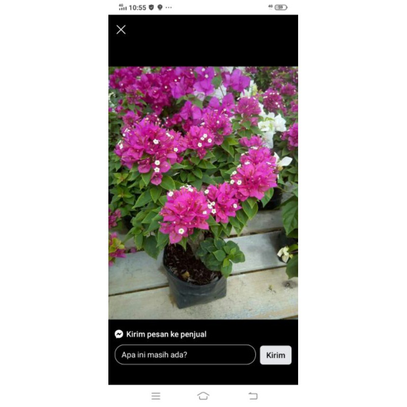 TANAMAN HIAS BOUGENVILLE SINGAPORE ORIGINAL