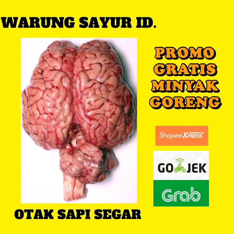 

OTAK SAPI SEGAR / DAGING SEGAR / DAGINN ONLINE