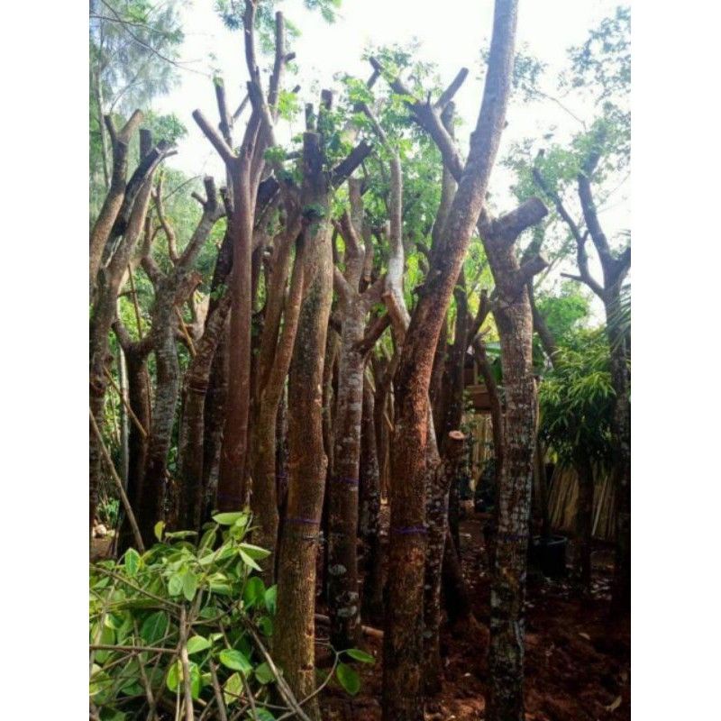 Pohon Pelindung Trembesi - Pohon Ki Hujan Trembesi