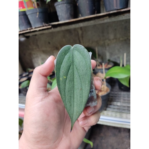 Philodendron Burlemarx Fantasy