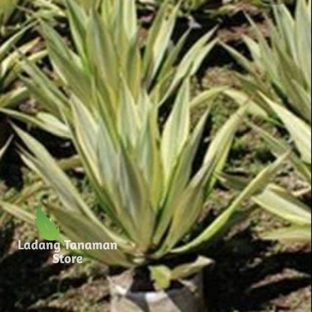 Tanaman hias agave kuning