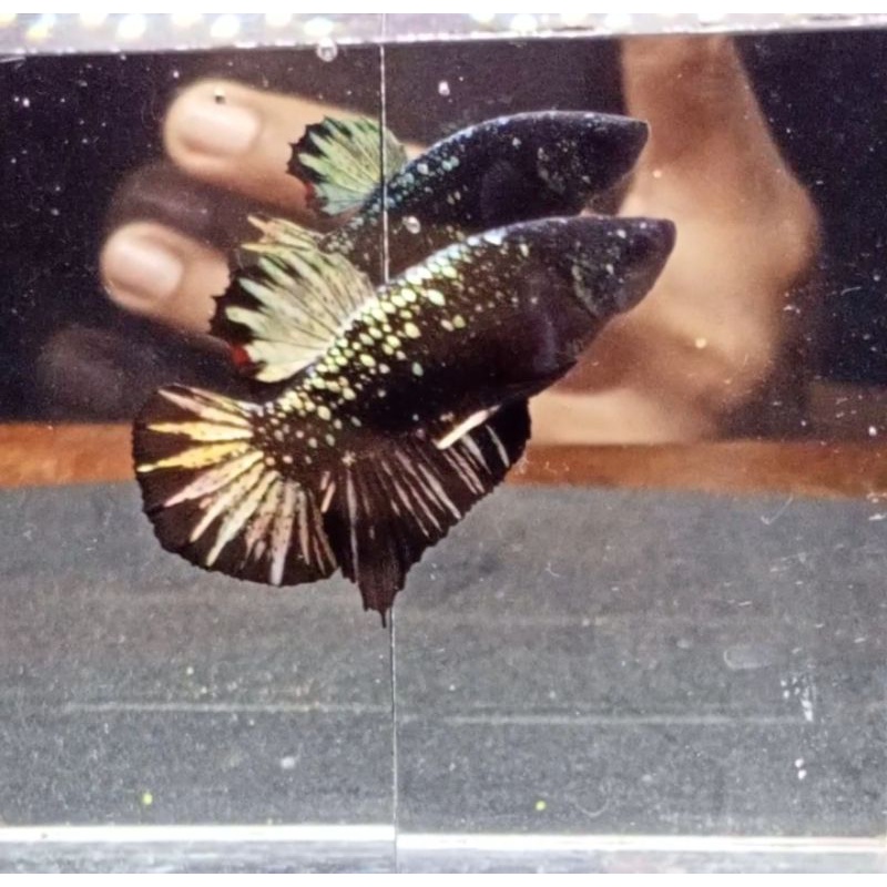 IKAN CUPANG AVATAR COOPER GOLD REAL PICT