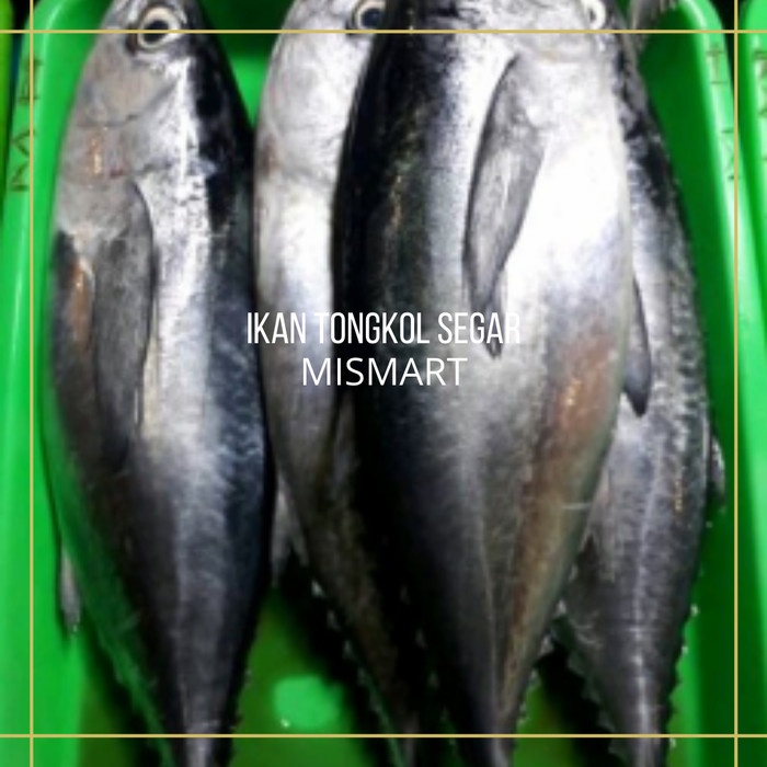 

IKAN TONGKOL SEGAR - 1000-1100gr - 1000-1100gr