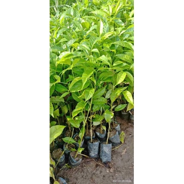 1paket bibit bunga tabebuya promo dapat 5 pohon 5warna-1