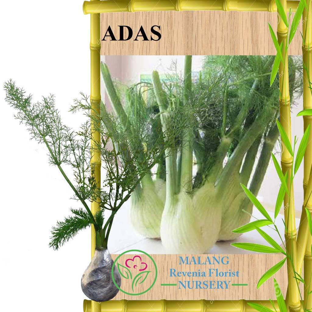 Tanaman Adas / Fennel