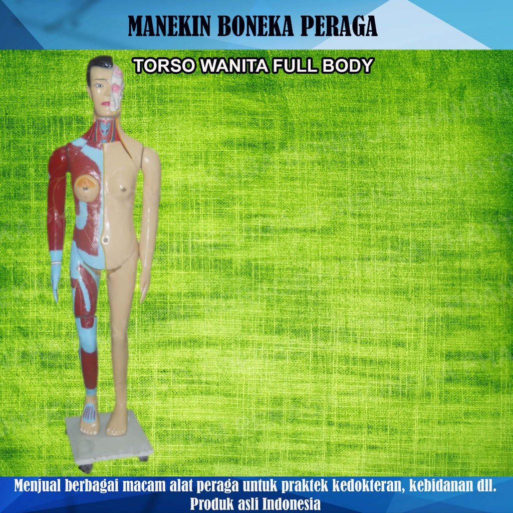 ALAT/BONEKA PERAGA / "TORSO ANATOMI WANITA SELURUH TUBUH" (FULL BODY)