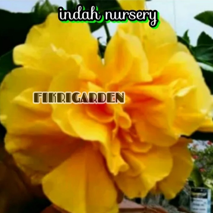 Bibit bunga kamboja jepang adenium kuning