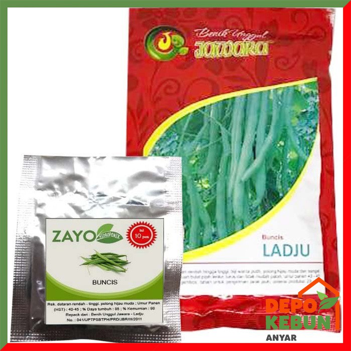 BENIH BUNCIS / BIBIT BUNCIS