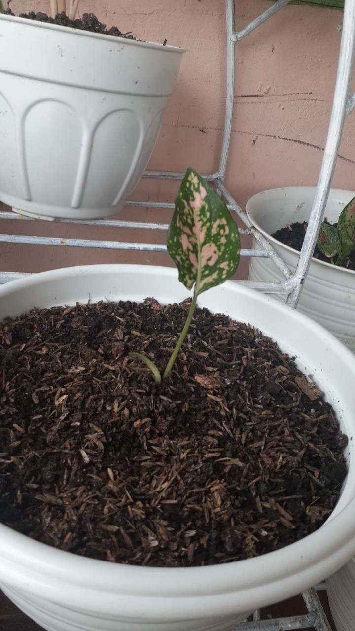 Kemeja Batik Songket Panjang Pria Best Seller ( M.l.xl.xxl.xxxl )