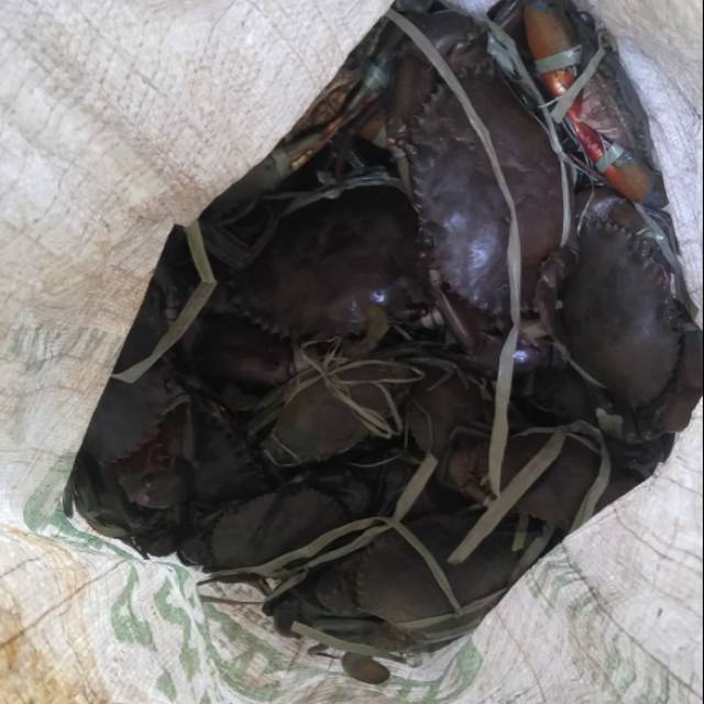 

Jual kepiting kualitas terbaik