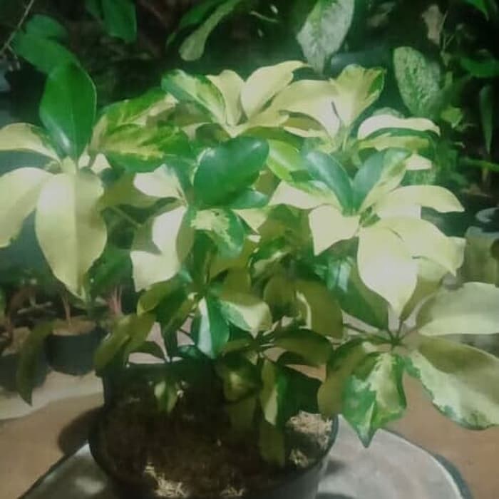 tanaman hias walisongo varigata - walisongo daun besar