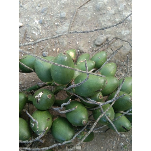 

pinangmudajus