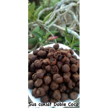 

SOES COKLAT DOUBLE COCO 500 GRAM