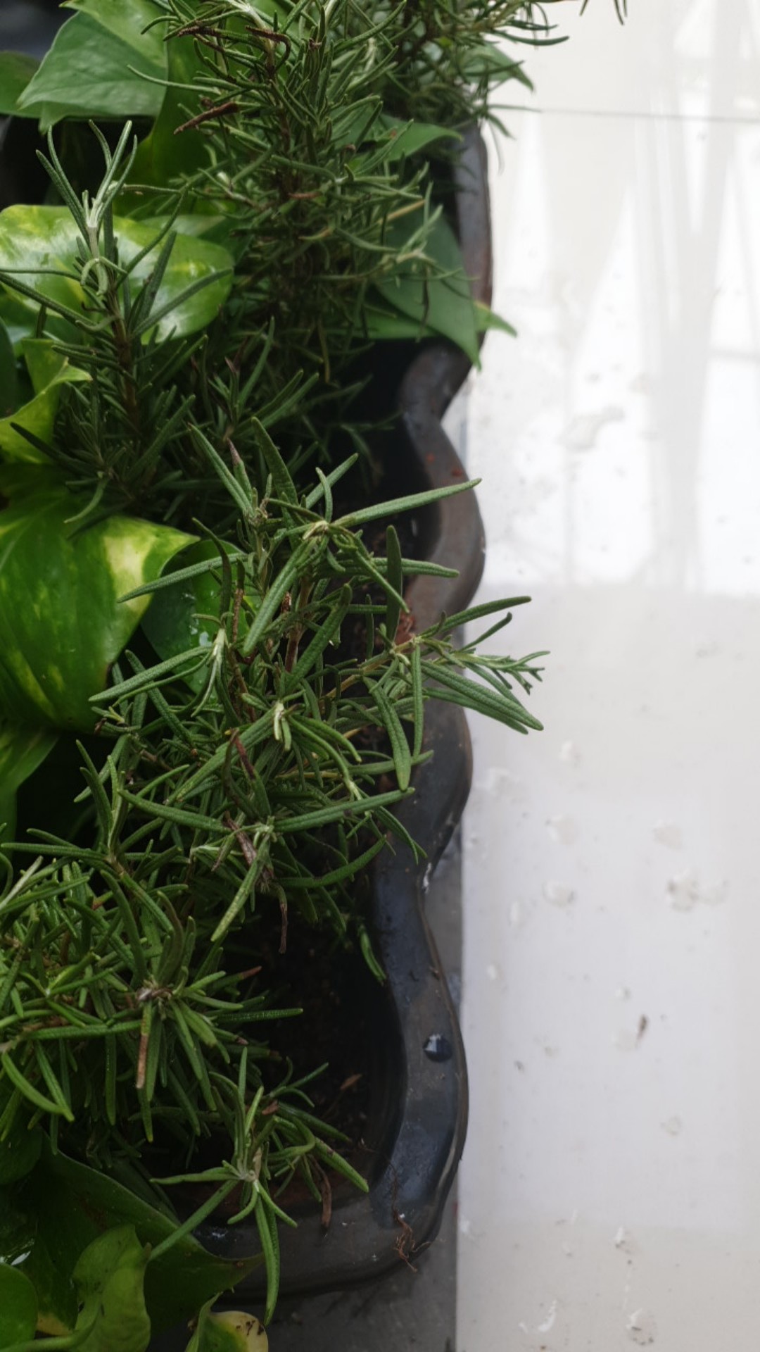 Tanaman Hias Rosemary Anti Nyamuk