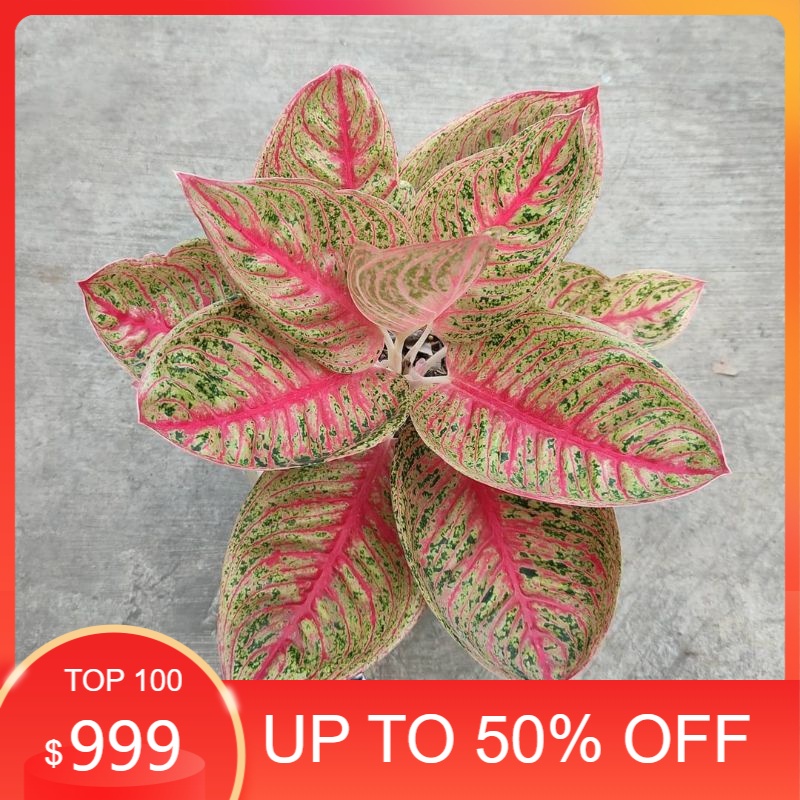 Bonggol aglonema legacy mangkok